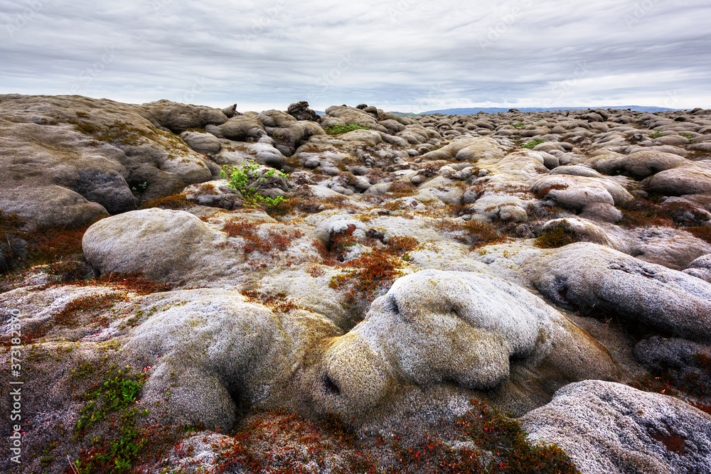 冰岛景观，火山爆发后的熔岩场覆盖着棕色苔藓Eldhraun，多云