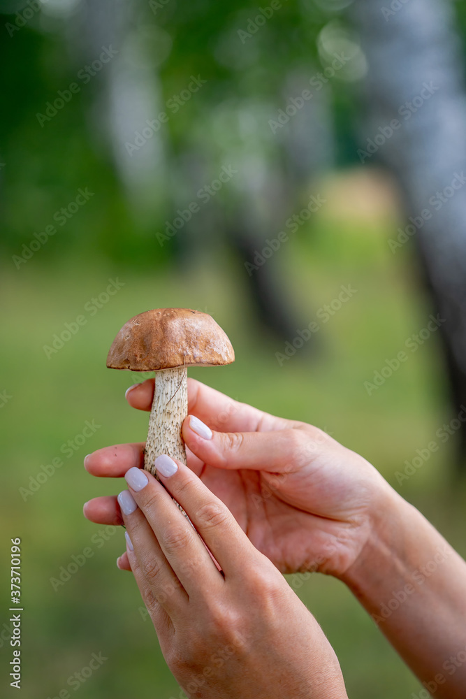在树林里寻找蘑菇。采蘑菇的人。一个女人切了一个白蘑菇。一只手