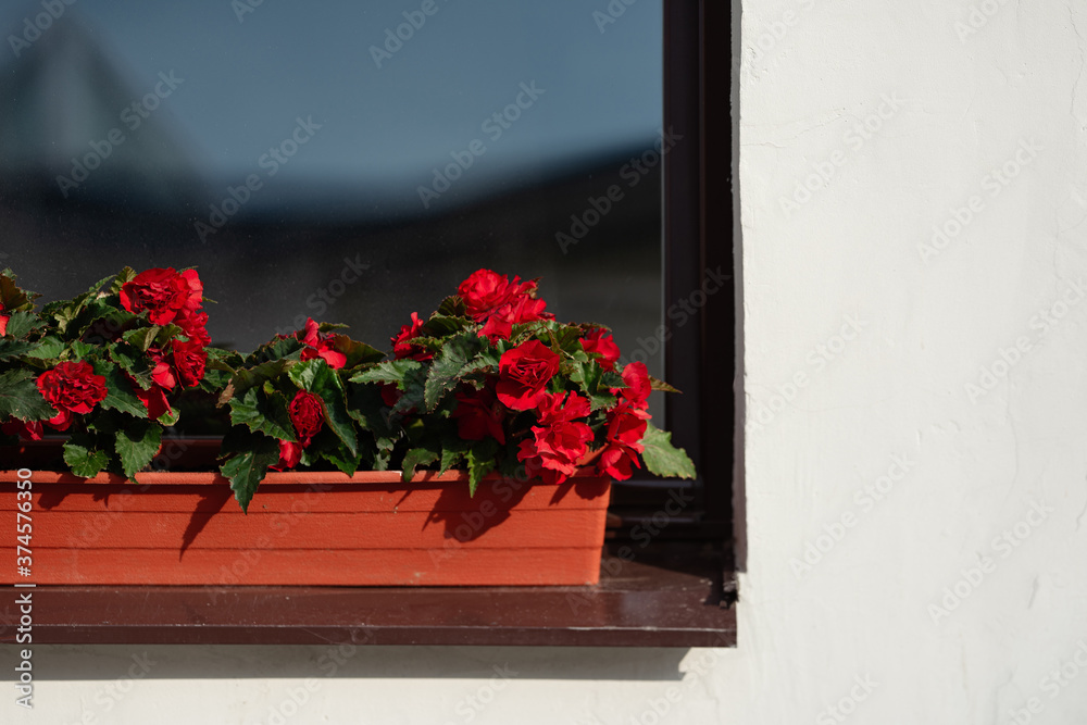 白墙上开红花的窗户，红色盆花装饰建筑