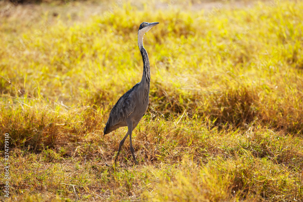 Ciconiformes stork Great Blue Heron或Ardea Herodias in Kenya公园鸟类在自然环境中