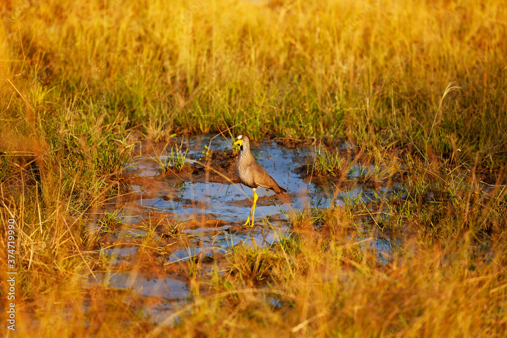非洲无头长颈鹬或塞内加尔鸻，沙拉德里科的Vanellus senegallus大鸟