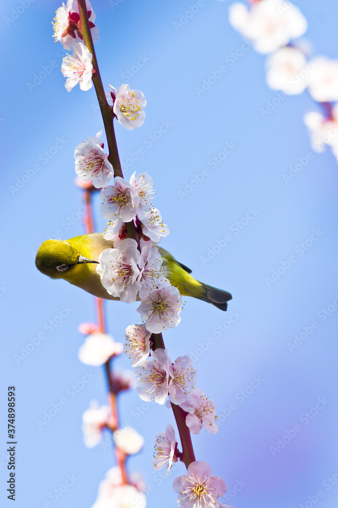 A white-eye stops at a plum tree.