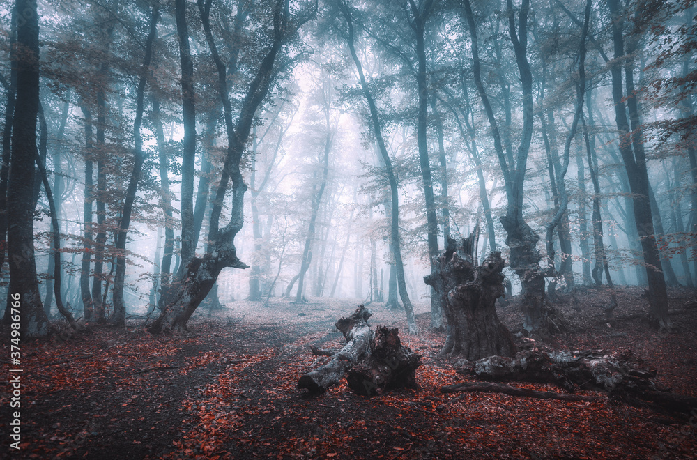 神秘的黑暗秋季森林，蓝雾中有小径。橙色树叶的迷人树木景观