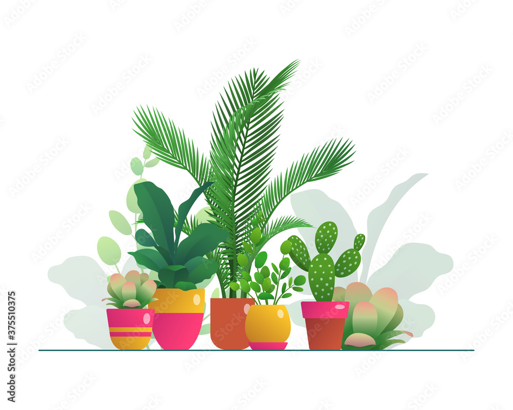花盆中的家庭植物套装。一组用于家庭或办公室有机室内的热带盆栽