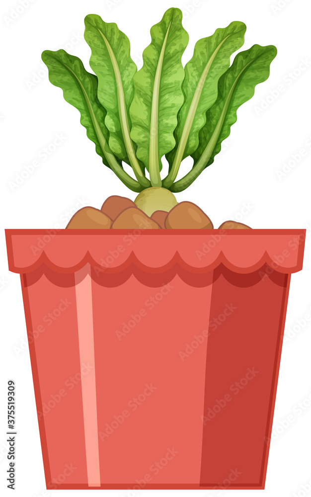 Radish with leaves in red pot isolated on white background