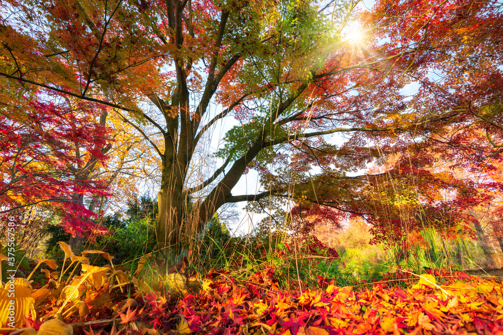 阳光明媚的公园里绚丽的秋色