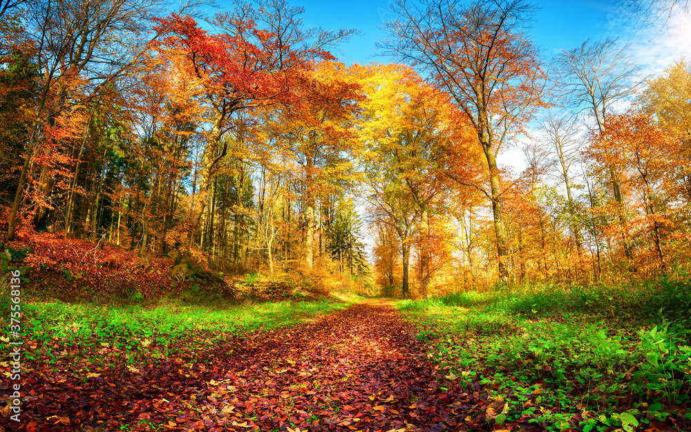秋天色彩鲜艳的森林小径