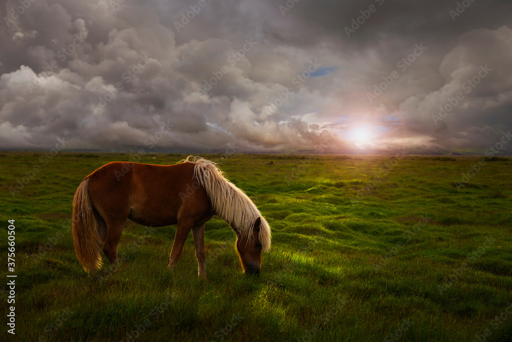 冰岛日落时，马在一片巨大的草地上