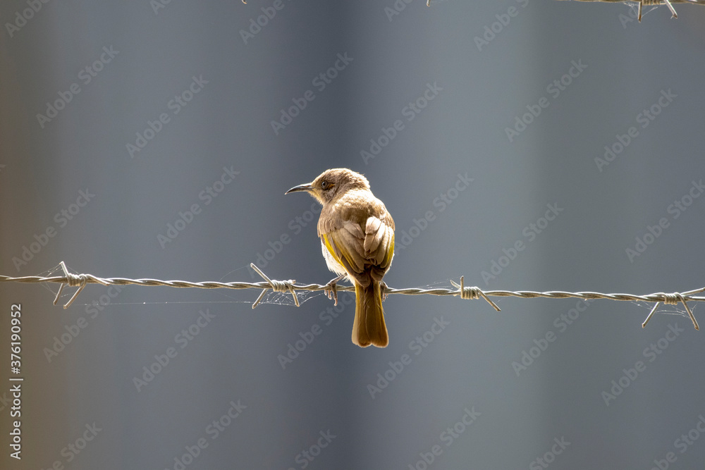 电线上的鸟-棕色食蜜鸟