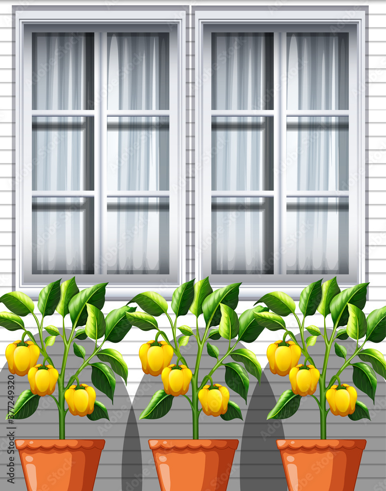 窗户背景上的三株黄色甜椒