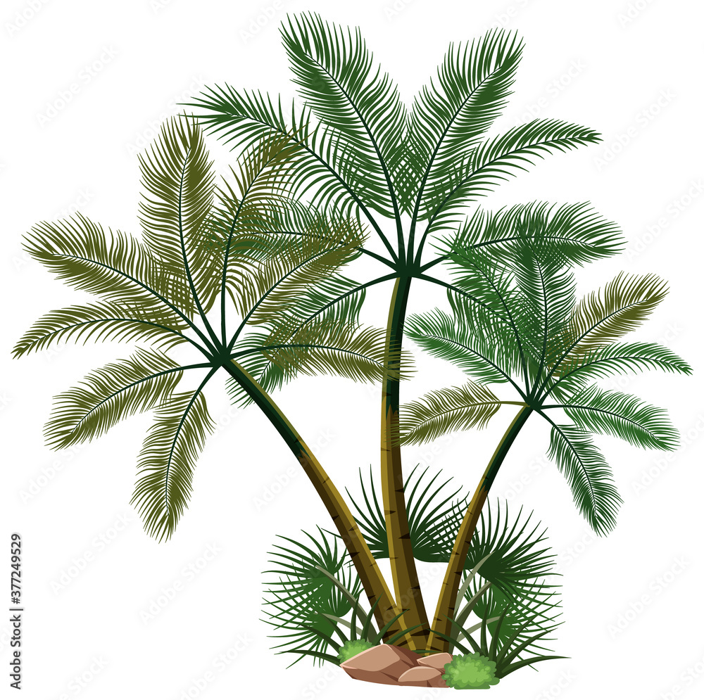 三棵白底带有自然元素的棕榈树