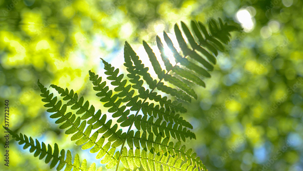 MACRO：明亮的阳光照射在茂密的树林中摇曳的蕨类植物上