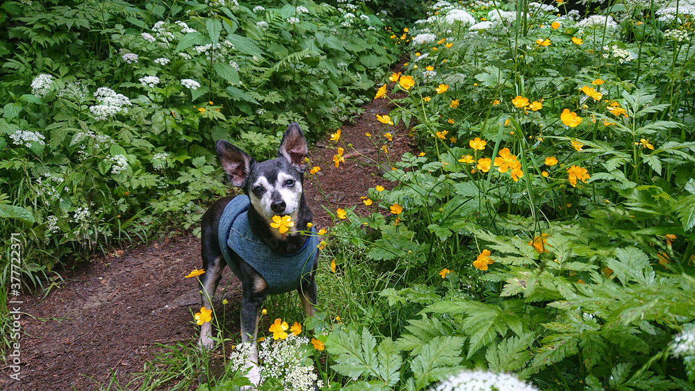 肖像：年长的狗在鲜花旁的徒步小径中间摆姿势