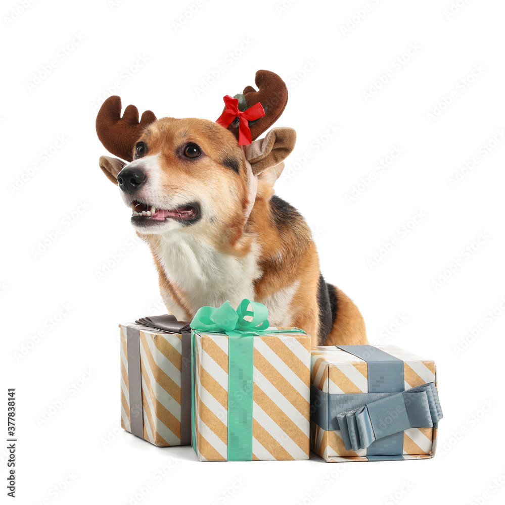 可爱的小狗，白色背景带圣诞礼物