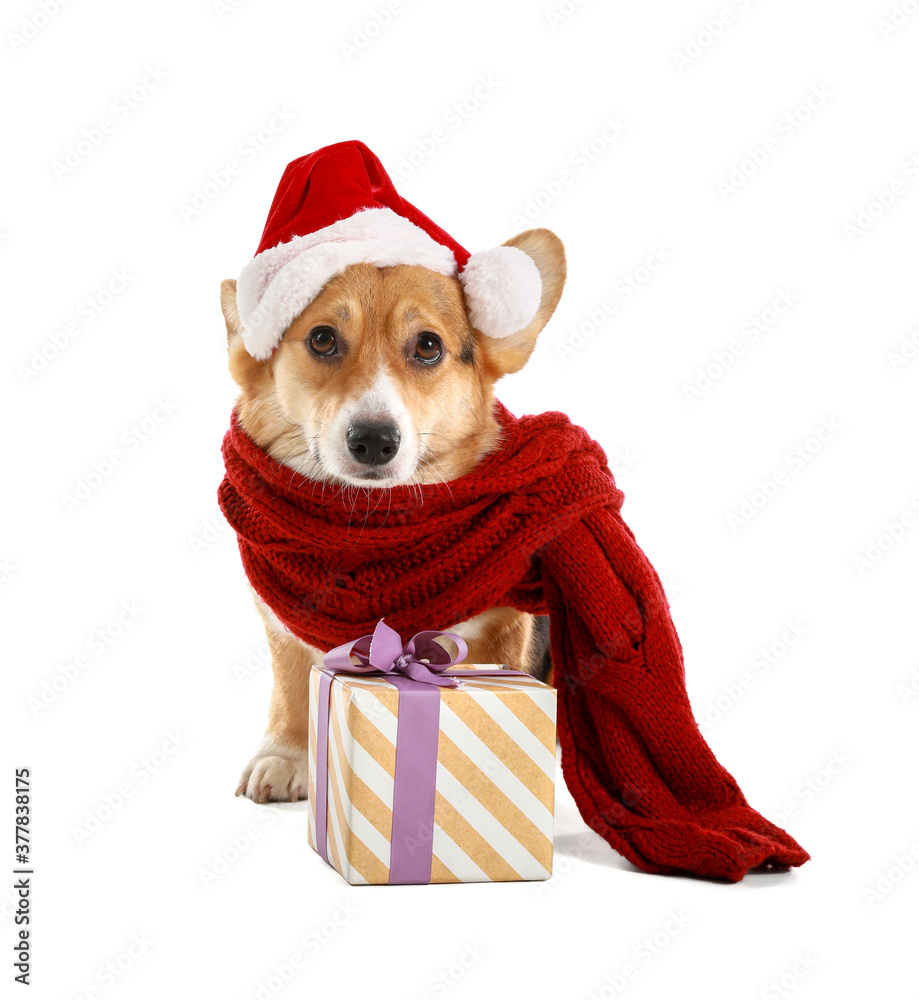 Cute dog in Santa hat and with Christmas gift on white background
