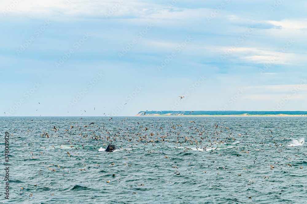 美国马萨诸塞州科德角普罗文斯敦座头鲸