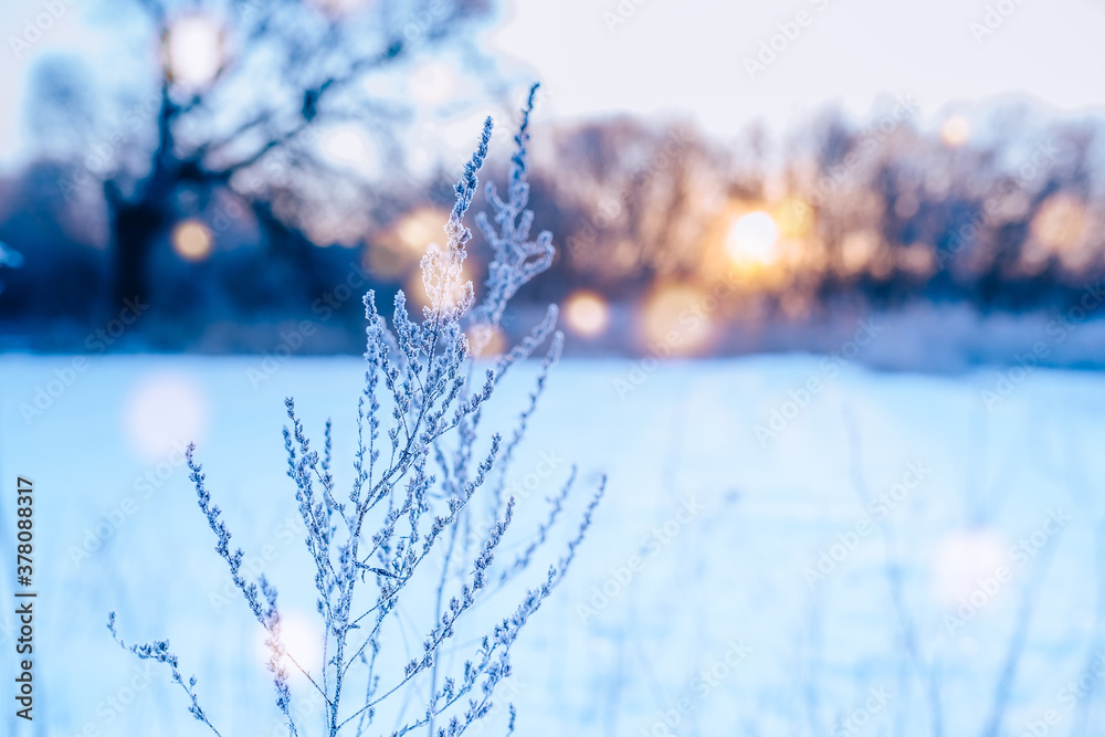frozen twigs in hoarfrost glisten in the sun. winter landscape with sun flare	