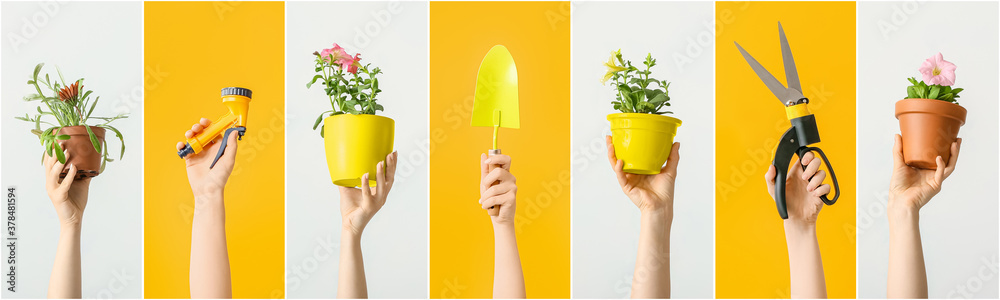 Female hands with gardening tools and houseplants on color background