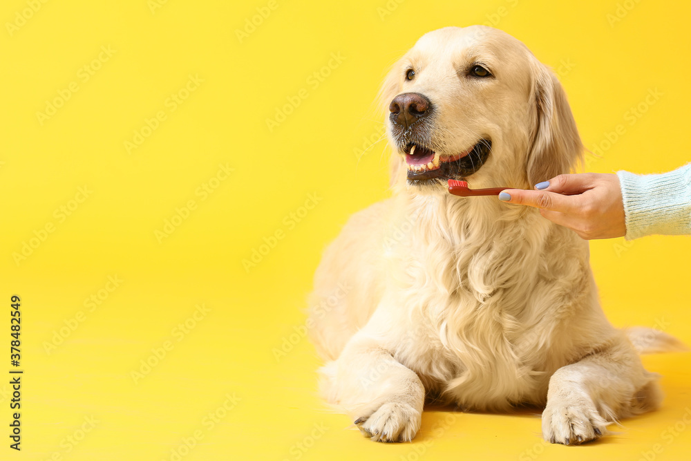 Owner brushing teeth of cute dog on color background