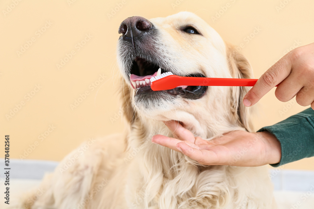 主人在家给可爱的狗狗刷牙