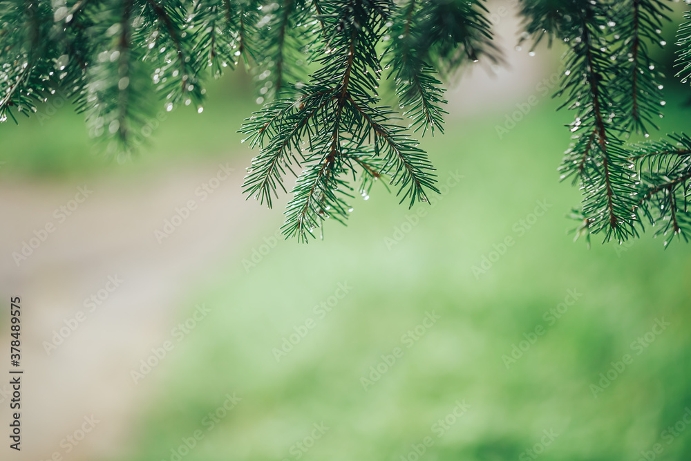 Close-up of a Christmas tree branch, on the branches there are drops of morning dew or raindrops, se