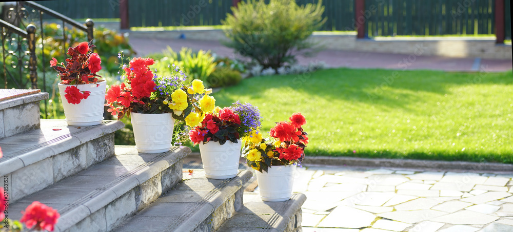 Beautiful bright red and yellow flowers in white pots on porch steps of cottage on background of law