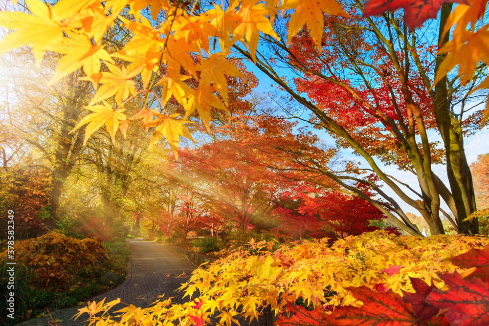 Colorful change of season in a park: autumn scenery with Japanese maple and other trees, with blue s
