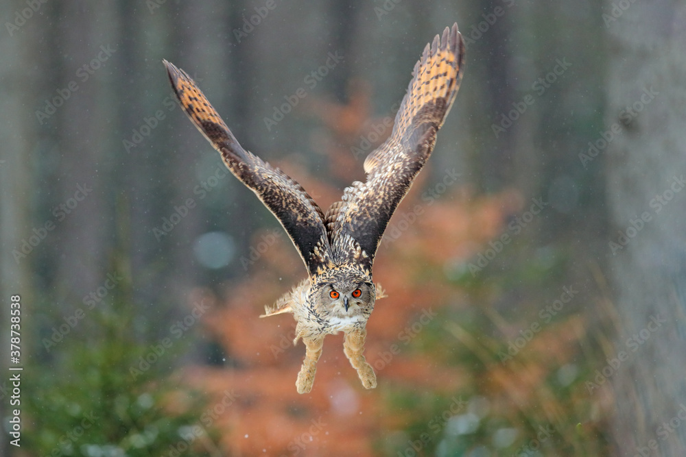 Eagle owl landing on snowy tree stump in forest. Flying Eagle owl with open wings in habitat with tr