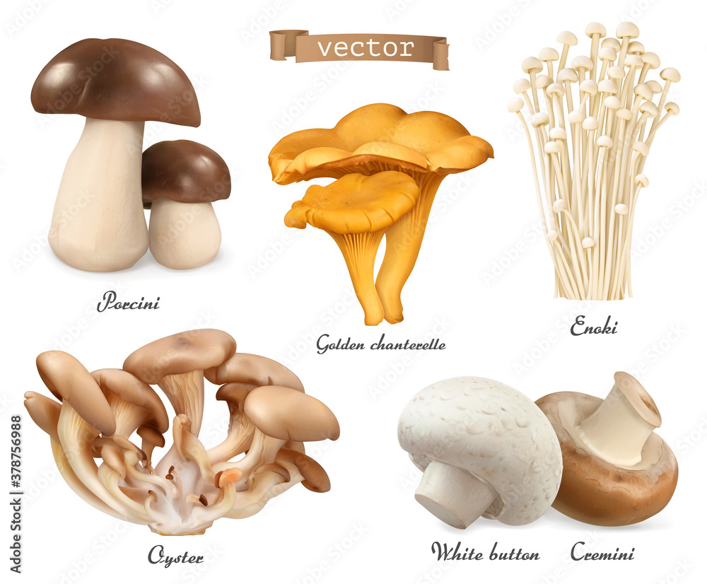 Edible mushrooms. Porcini, golden chanterelle, enoki, oyster mushrooms, cremini, white button. 3d ve