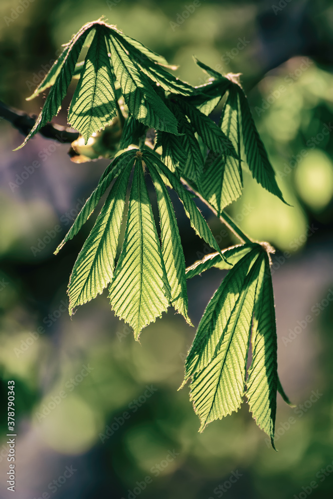 Leaves of chestnut