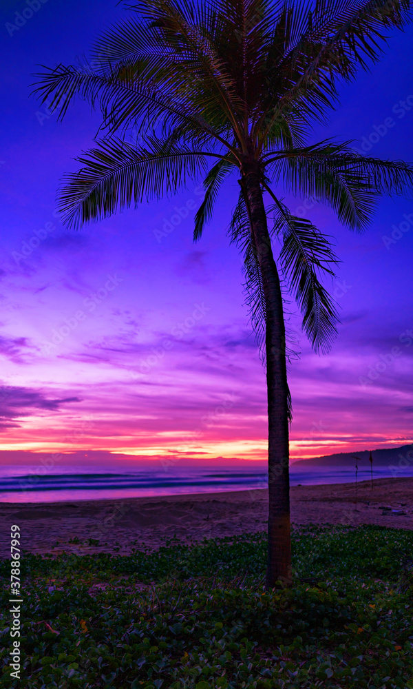 海滩上色彩缤纷的日落或日出天空衬托下椰子树的轮廓。