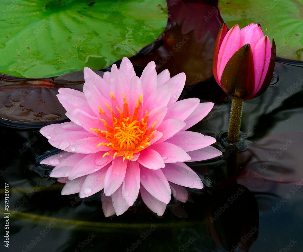 Beautiful Pink Lotus Flower with gurgeon in the still water