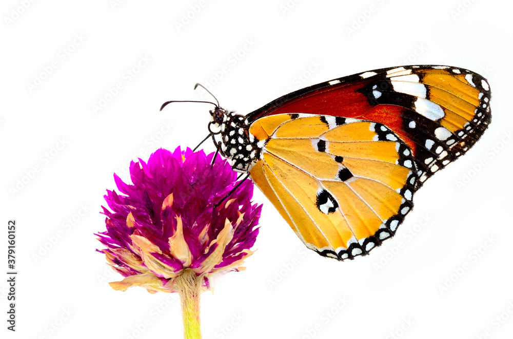 Beautiful Plain Tiger Butterfly perching on pink flower isolated on white background