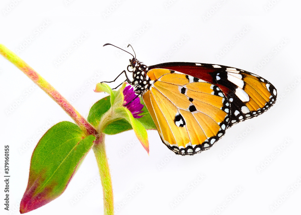 美丽的平原虎蝴蝶粘在白色背景上隔离的粉色花朵上