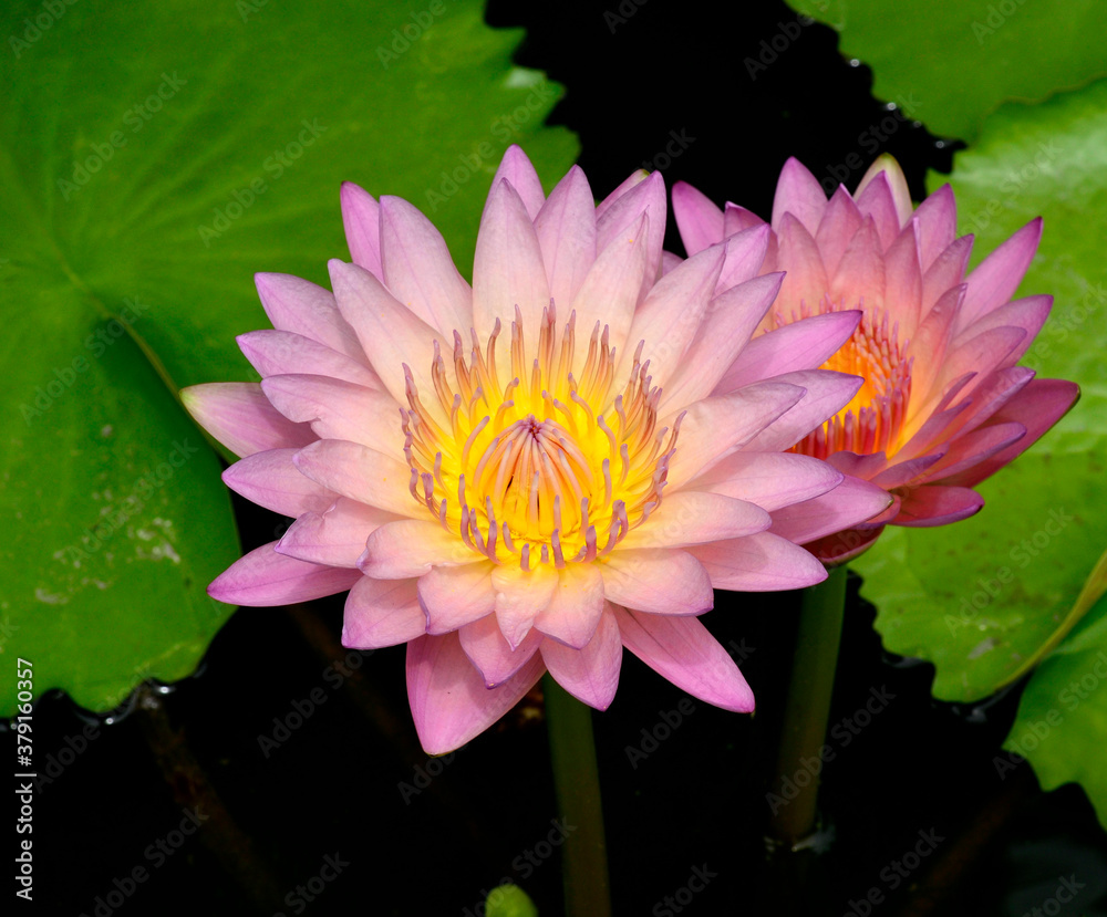 Beautiful Twin Pink Lotus Flower with green leafs