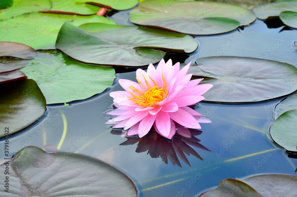 美丽的粉红色莲花漂浮在野生池塘的清水上