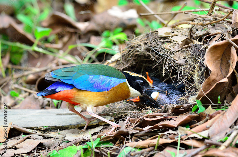 Blue-winged Pitta clearing its chicks shit out of the nest