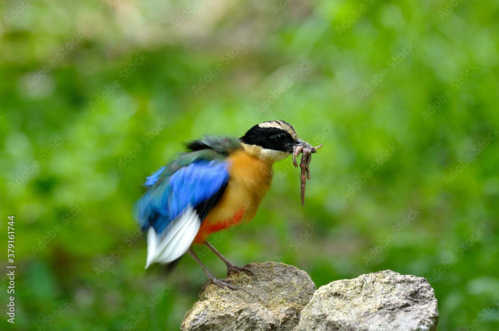 Blue-winged Pitta collecting worms with spiky hair