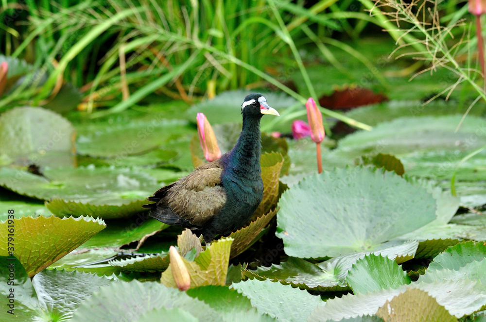 青铜翅膀的Jacana站在池塘的荷叶上