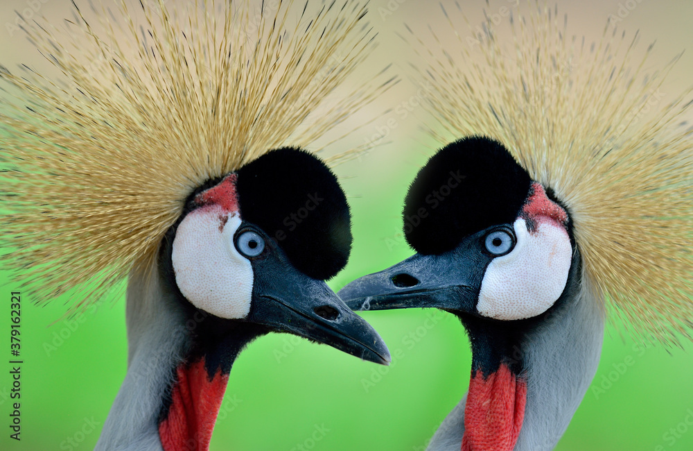 巴利阿里群岛Regularum双灰冠鹤的特写镜头，头部尖尖，干净