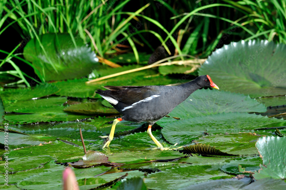 Common Moorhen walking on lotus leafs with lotus flowers in composition