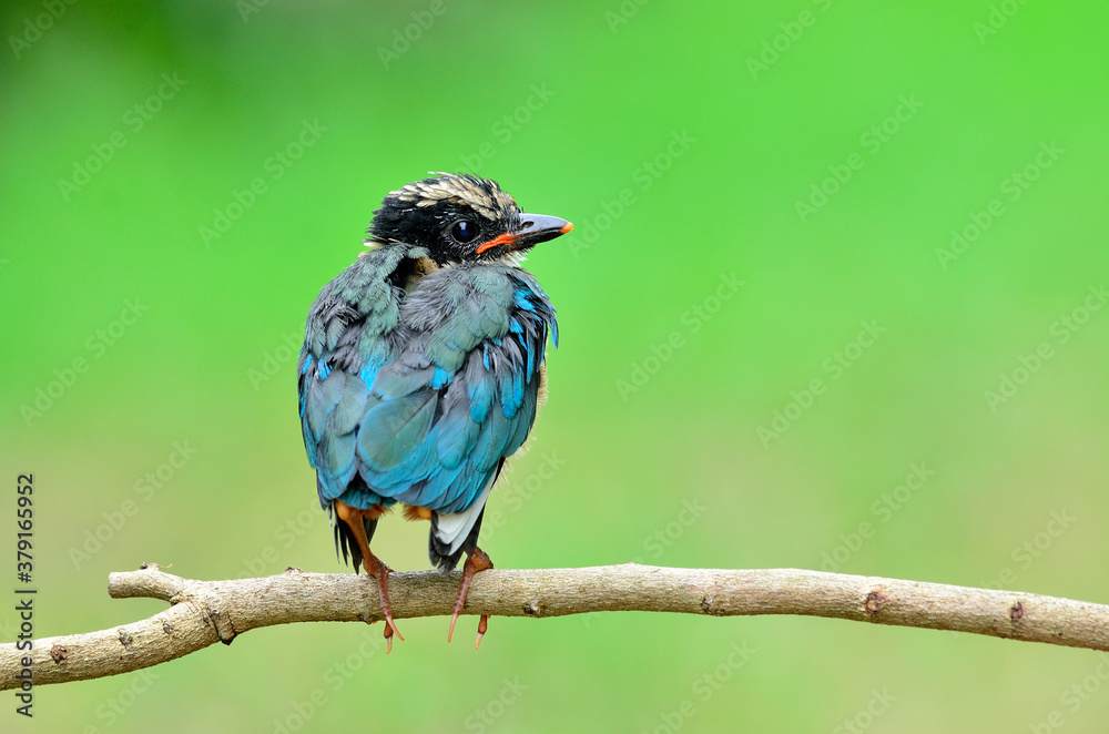 Little Blue-winged Pitta perching on stick looking for parents