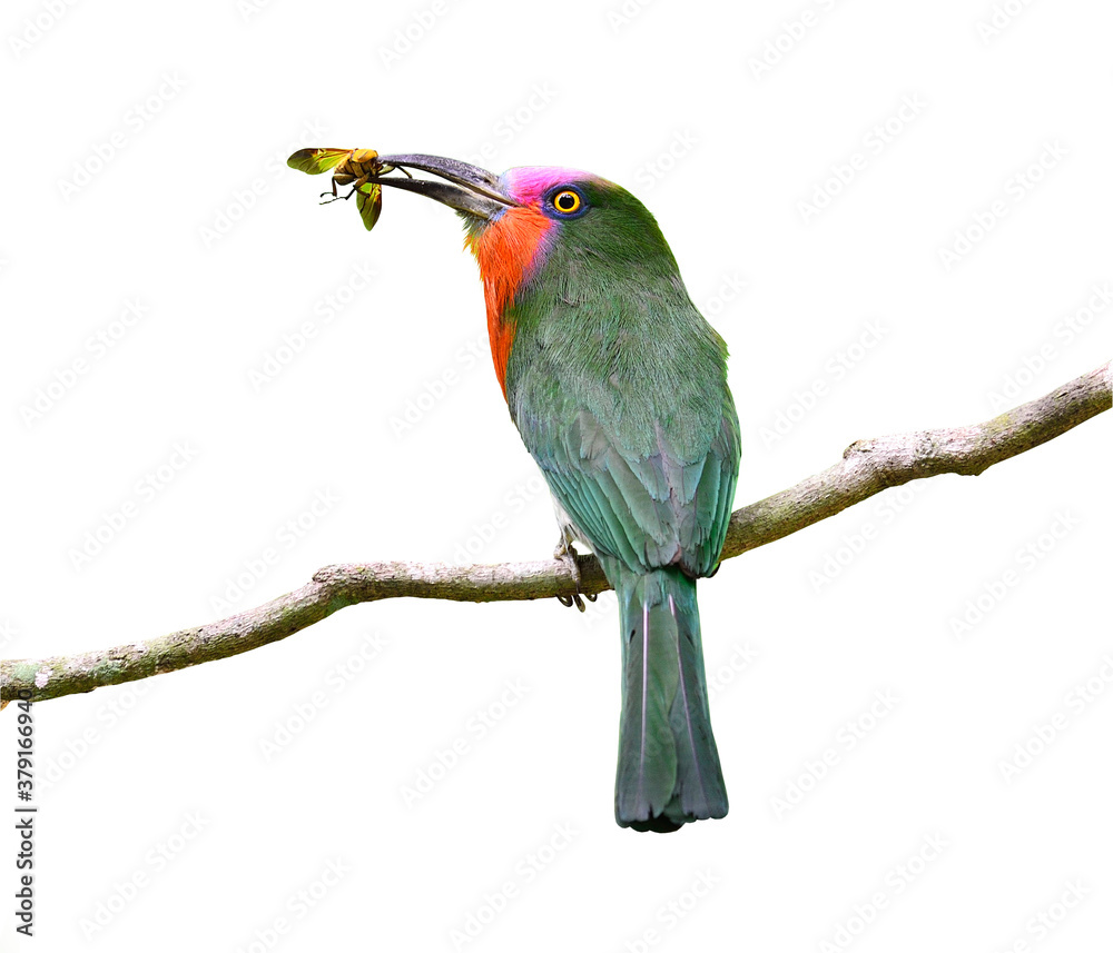 Nice color of Red-bearded Bee-eater carrying insect for its chicks in the nest, Nyctyornis amictus, 