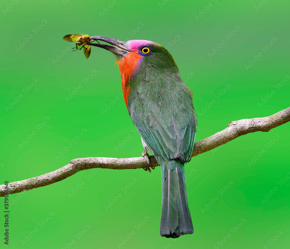 漂亮的红胡子食蜂鸟，在巢中为其幼鸟携带昆虫，可爱的Nyctornis amictus，