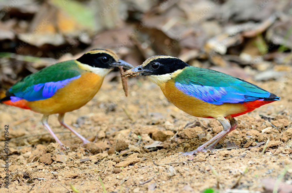 Blue-winged Pitta collecting worms food