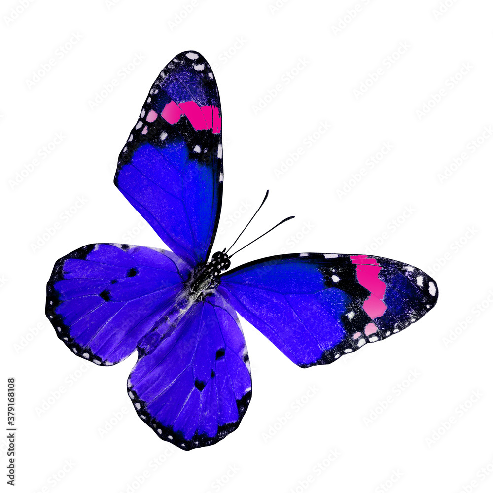 白色背景上隔离的蓝色和粉色普通虎蝶上翅膀轮廓