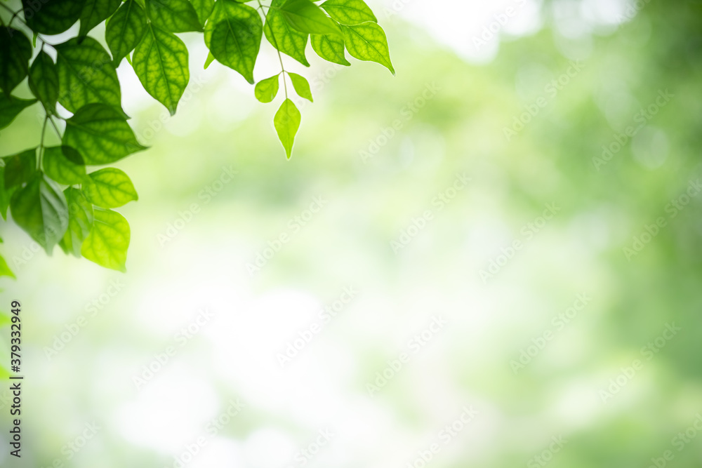 花园中模糊的绿色背景上的绿叶和带有副本sp的阳光的概念自然视图