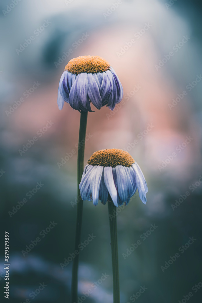 Dark and moody capture of two dying daisy flowers. Soft focus, bokeh, depth and blur