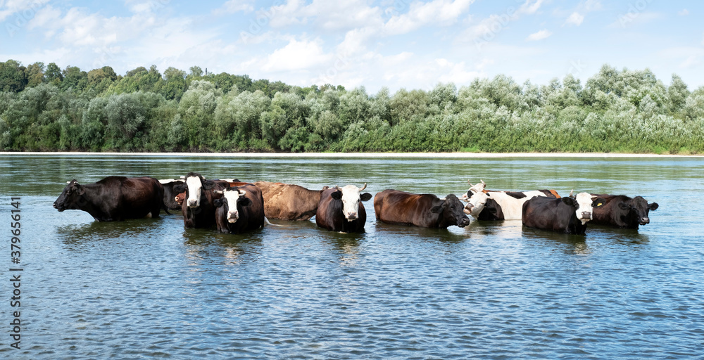 奶牛在河里浇水。动物摄影