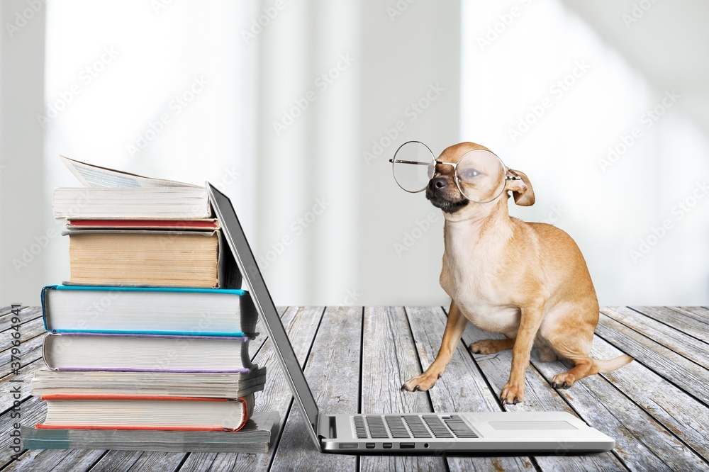 Stack of books with modern laptop and dog on table